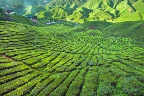 Tea Plantation